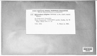 Podosphaera fuliginea image